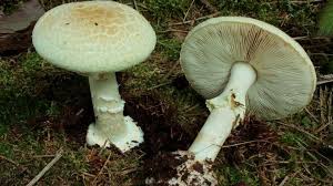 Attēlu rezultāti vaicājumam “Amanita citrina”