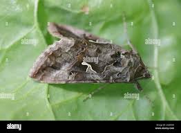 Attēlu rezultāti vaicājumam “Autographa gamma”