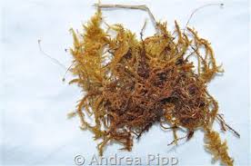 Attēlu rezultāti vaicājumam “Scorpidium cossonii”