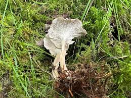 Attēlu rezultāti vaicājumam “Pseudocraterellus”