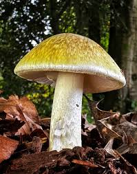 Attēlu rezultāti vaicājumam “Amanita pantherina”