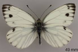 Attēlu rezultāti vaicājumam “Pieris napi”