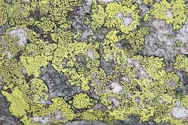 Attēlu rezultāti vaicājumam “Rhizocarpon geographicum”