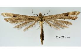 Attēlu rezultāti vaicājumam “Platyptilia gonodactyla”