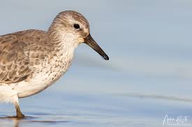 Attēlu rezultāti vaicājumam “Calidris canutus”