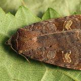 Attēlu rezultāti vaicājumam “Cryptocala chardinyi”