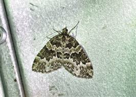 Attēlu rezultāti vaicājumam “Electrophaes corylata”