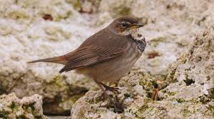 Attēlu rezultāti vaicājumam “Luscinia svecica adult”