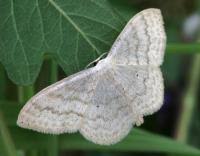 Attēlu rezultāti vaicājumam “Scopula floslactata”