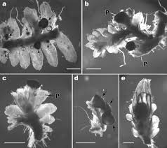 Attēlu rezultāti vaicājumam “Cephalozia bicuspidata sporophyte”