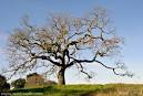 Bare Oak Tree - via Daymix