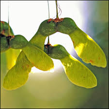 Attēlu rezultāti vaicājumam “Acer saccharinum fruit”