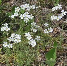 Attēlu rezultāti vaicājumam “Cerastium arvense leaf”