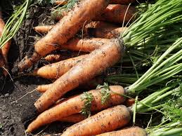 Attēlu rezultāti vaicājumam “Daucus sativus”