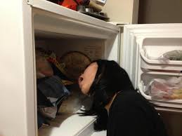 Image result for 241543903