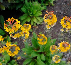 Attēlu rezultāti vaicājumam “Primula x margotae”