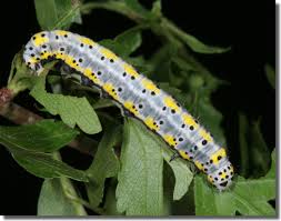 Attēlu rezultāti vaicājumam “Diloba caeruleocephala”