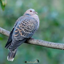 Image result for Streptopelia orientalis