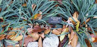 Attēlu rezultāti vaicājumam “Carex loliacea leaf”