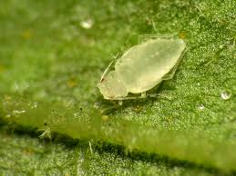 Attēlu rezultāti vaicājumam “Liceaceae”