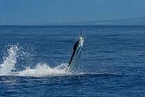 Image result for Makaira mazara