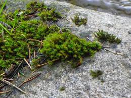 Attēlu rezultāti vaicājumam “Didymodon tophaceus”