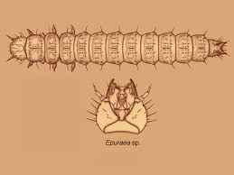 Attēlu rezultāti vaicājumam “Epuraea sp.”