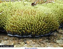 Attēlu rezultāti vaicājumam “Bryum schleicheri”