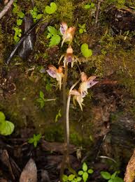 Attēlu rezultāti vaicājumam “Epipogium aphyllum”