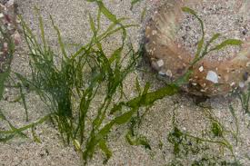 Attēlu rezultāti vaicājumam “Enteridium olivaceum macro”