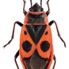 Attēlu rezultāti vaicājumam “Pyrrhocoris apterus imago”
