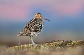 Image result for Gallinago media