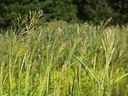 Attēlu rezultāti vaicājumam “Glyceria maxima”