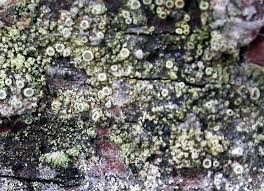 Attēlu rezultāti vaicājumam “Lecanora conizaeoides”