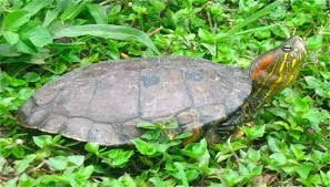 Attēlu rezultāti vaicājumam “Trachyspora intrusa”