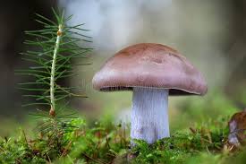 Attēlu rezultāti vaicājumam “Lepista nuda”