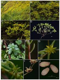 Attēlu rezultāti vaicājumam “Crassulaceae”