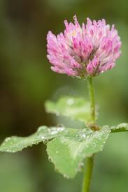 Attēlu rezultāti vaicājumam “Trifolium pratense flower”