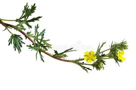 Attēlu rezultāti vaicājumam “Potentilla argentea leaf”