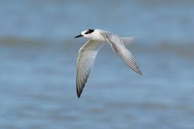 Attēlu rezultāti vaicājumam “Sternula albifrons”