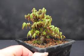 Image result for Acer palmatum `Orange Dream`