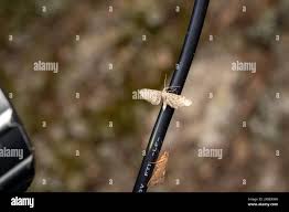 Attēlu rezultāti vaicājumam “Eupithecia pusillata”