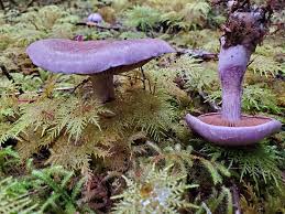 Attēlu rezultāti vaicājumam “Cortinarius traganus”