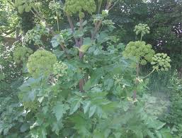 Attēlu rezultāti vaicājumam “Angelica archangelica leaf”
