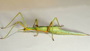 Attēlu rezultāti vaicājumam “Didymium verrucisporum stalked”