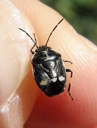 Attēlu rezultāti vaicājumam “Eurydema oleracea imago”