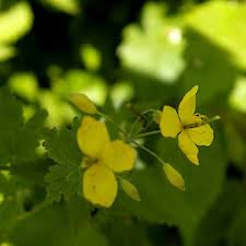 Attēlu rezultāti vaicājumam “Chelidonium majus bud”