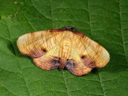 Attēlu rezultāti vaicājumam “Plagodis dolabraria”