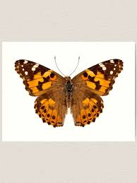 Attēlu rezultāti vaicājumam “Vanessa cardui”