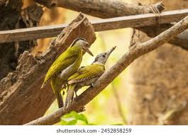 Attēlu rezultāti vaicājumam “Picus canus female”